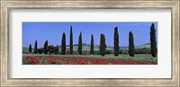 Field Of Poppies And Cypresses In A Row, Tuscany, Italy Fine Art Print