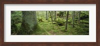 Close-up of moss on a tree trunk in the forest, Siggeboda, Smaland, Sweden Fine Art Print