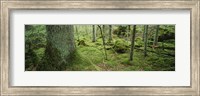 Close-up of moss on a tree trunk in the forest, Siggeboda, Smaland, Sweden Fine Art Print