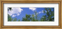 Low angle view of trees Fine Art Print