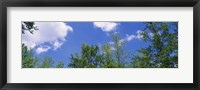 Low angle view of trees Fine Art Print