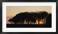 Silhouette of trees, California, USA Fine Art Print