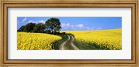 Canola, Farm, Yellow Flowers, Germany Fine Art Print