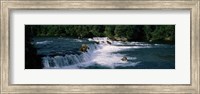 Bears fish Brooks Fall Katmai AK Fine Art Print