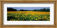 Sunflowers St Remy de Provence Provence France Fine Art Print