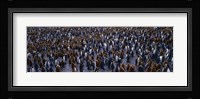 King Penguin Colony Salisbury Plain South Georgia Sub-Antartic Fine Art Print