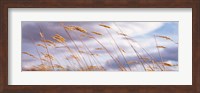Wheat Stalks Blowing, Crops, Field, Open Space Fine Art Print