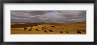 High angle view of buffaloes grazing on a landscape, North Dakota, USA Fine Art Print