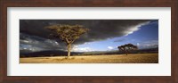 Tree w\storm clouds Tanzania Fine Art Print