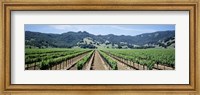 Rows of vine in a vineyard, Hopland, California Fine Art Print