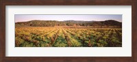 Vineyard in Hopland, California Fine Art Print