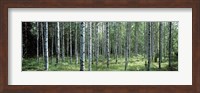 White Birches Aulanko National Park Finland Fine Art Print