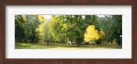Trees in a park, Wiesbaden, Rhine River, Germany Fine Art Print