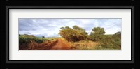 Dirt road passing through a agricultural field, Kauai, Hawaii, USA Fine Art Print