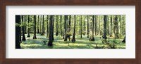 Cypress trees in a forest, Shawnee National Forest, Illinois, USA Fine Art Print