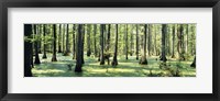 Cypress trees in a forest, Shawnee National Forest, Illinois, USA Fine Art Print