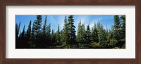 Banff Pine Trees, Alberta, Canada Fine Art Print