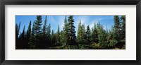 Banff Pine Trees, Alberta, Canada Fine Art Print