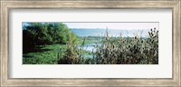 Plants in a marsh, Arcata Marsh, Arcata, Humboldt County, California, USA Fine Art Print