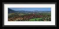 Olive Groves Andalucia Spain Fine Art Print