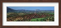 Olive Groves Andalucia Spain Fine Art Print