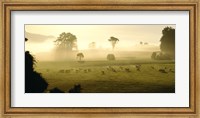 Farmland & Sheep Southland New Zealand Fine Art Print