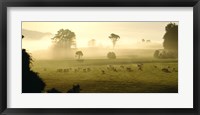 Farmland & Sheep Southland New Zealand Fine Art Print