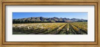 Vineyards N Canterbury New Zealand Fine Art Print