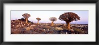 Quiver Trees Namibia Africa Fine Art Print