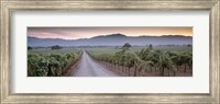 Road in a vineyard, Napa Valley, California, USA Fine Art Print