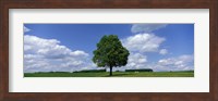 Single Tree, Germany Fine Art Print