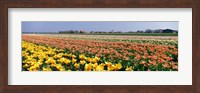 Field Of Flowers, Egmond, Netherlands Fine Art Print