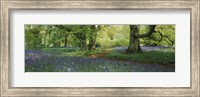 Bluebells in a forest, Thorp Perrow Arboretum, North Yorkshire, England Fine Art Print