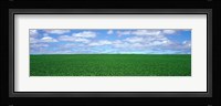 Bush Bean Field, Mcminnville, Oregon, USA Fine Art Print
