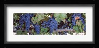 USA, California, Napa Valley, grapes Fine Art Print