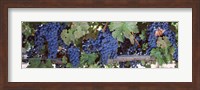 USA, California, Napa Valley, grapes Fine Art Print