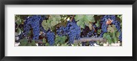 USA, California, Napa Valley, grapes Fine Art Print