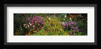 Close-up of flowers, Muren, Switzerland Fine Art Print