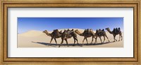 Camels walking in the desert Fine Art Print