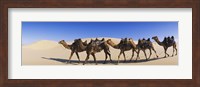 Camels walking in the desert Fine Art Print