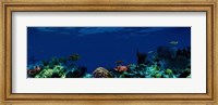 Underwater Fine Art Print