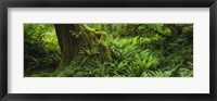 Ferns and vines along a tree with moss on it, Hoh Rainforest, Olympic National Forest, Washington State, USA Fine Art Print