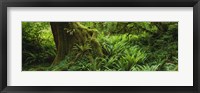 Ferns and vines along a tree with moss on it, Hoh Rainforest, Olympic National Forest, Washington State, USA Fine Art Print