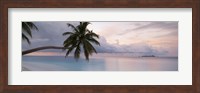 Palm tree, Indian Ocean Maldives Fine Art Print