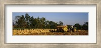 Two people harvesting tobacco, Winchester, Kentucky, USA Fine Art Print