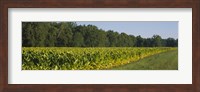 Crop of tobacco in a field, Winchester, Kentucky, USA Fine Art Print