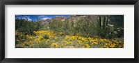 Flowers in a field, Organ Pipe Cactus National Monument, Arizona, USA Fine Art Print