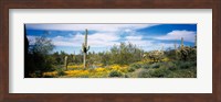 Poppies and cactus on a landscape, Organ Pipe Cactus National Monument, Arizona, USA Fine Art Print