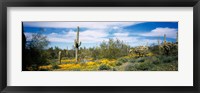 Poppies and cactus on a landscape, Organ Pipe Cactus National Monument, Arizona, USA Fine Art Print