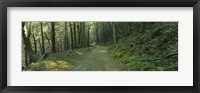 Trees In A National Park, Shenandoah National Park, Virginia, USA Fine Art Print